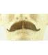 سبیل مصنوعی مدل اروپایی European Moustache no. 2012 Reusable